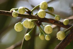 Flower buds