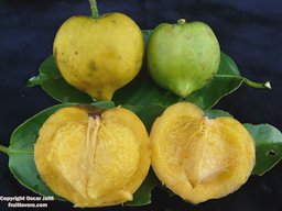 Gamboge fruit