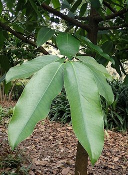 Garcinia xanthochymus in Jardín de Aclimatación de la Orotava