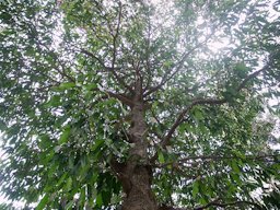 Garcinia xanthochymus, Thane, India