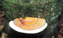 Basidiocarp (conk) of Ganoderma zonatum