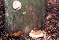 Three phases of basidiocarp (conk) development of Ganoderma zonatum. The white "button" near the top of the picture is the beginning stage of the conk. The lower-right structure is a mature conk. The lower-left structure is also a mature conk, but it is an old one; the underside of this conk is no longer white.