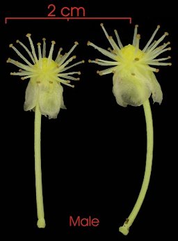 Male flowers