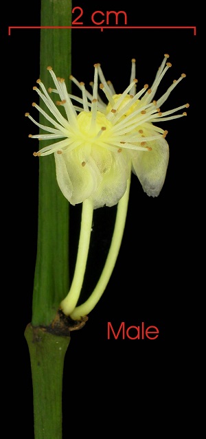 Male flower cluster