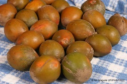 Pouteria viridis - Green Sapote