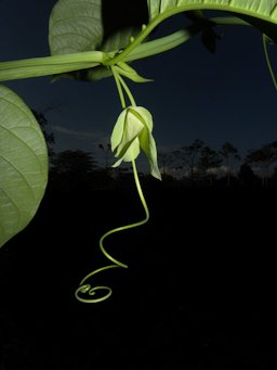 Passiflora quadrangularis