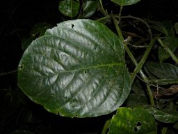 Passiflora quadrangularis L.