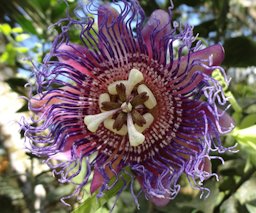 Giant Granadilla Passiflora quadrangularis