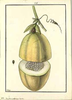 Passiflora quadrangularis