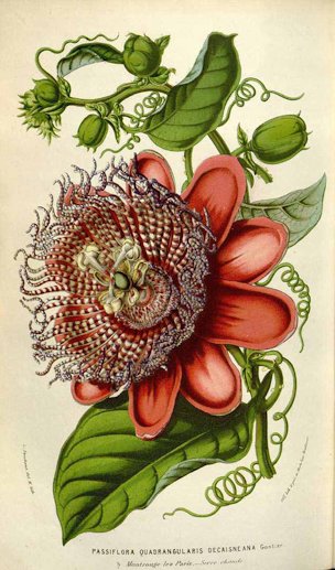 Passiflora quadrangularis L. [as Passiflora decaisneana G.Nicholson]