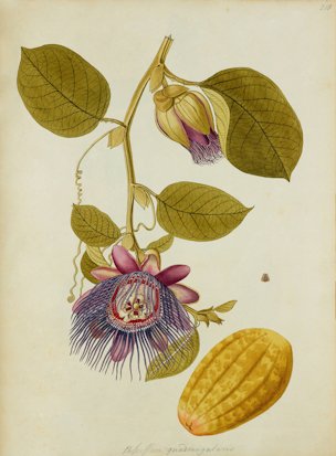 Passiflora quadrangularis L.