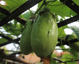 Passiflora quadrangularis