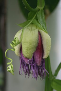 Passiflora quadrangularis