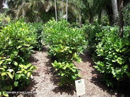 In rows at Fairchild Tropical Botanic Garden