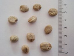 Seeds of Eugenia brasiliensis