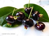 Grumichama fruit and leaves