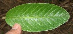 Leaf