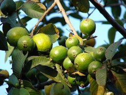 Psidium guajava (fruit) Maui, Makawao