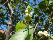 Psidium guajava or Bayabas in Barangay San Francisco