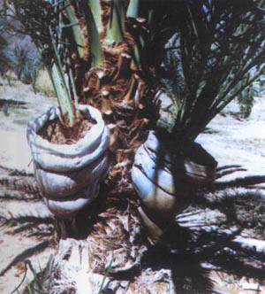 High offshoots on the palm using plastic bags filled with saw-dust.