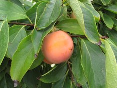 'Ichikikei Jiro' persimmon