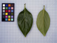 'Ichikikei Jiro' persimmon leaves