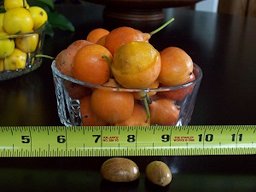 Bowl of Garcinia livingstonei