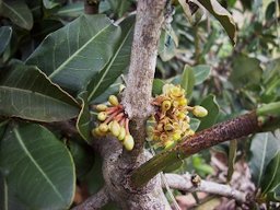 Close-up of female flowers