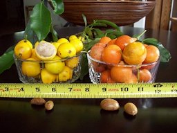 Lemon Drop Mangosteen on the left and Imbe on the right