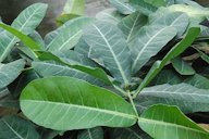 The leaves of Garcinia livingstonei showing their arrangement on the stem