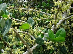 Flowering branches