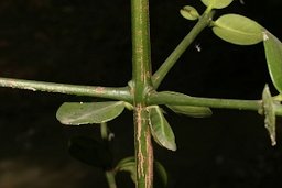 Garcinia livingstonei T. Anderson. Mali, Piama, Galerie du banifin