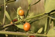 Garcinia livingstonei T. Anderson