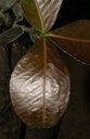 Garcinia livingstonei T. Anderson new growth