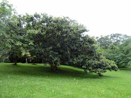 Inga Feuillei at Ho'omaluhia Botanical Garden in Kane'ohe, Oahu.