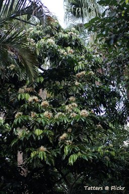 Inga edulis - tree