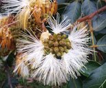 Close-up of Inga edulis flower