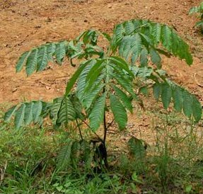 Young Inga tree