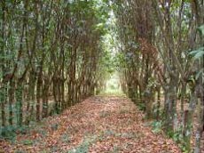 Mature alley with closed canopy