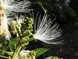 Inga feuillei (Ice cream bean). Flowers. Enchanting Floral Gardens of Kula, Maui, Hawai'i.