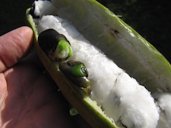 Fruit showing pulpy seeds. Makawao, Maui, Hawai'i.