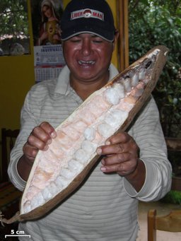 A rather large seedpod.