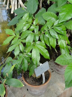 Young plant growing in the University of Copenhagen Botanical Garden, Copenhagen, Denmark