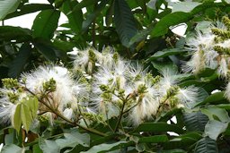 Inga sp. Ecuador