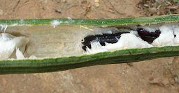 "Amazon icecream" is the sweet, white seed coating in the pods of the Guama tree. Widely planted from northwestern Amazon Basin and also appreciated for timber and folk medicine.