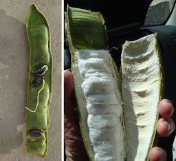 Inga feuillei, the Peruvian Icecream Bean. Native to the Andes from Columbia to Peru and known as Pacay. The white seed coating is a sweet treat.