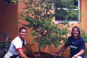 Jaboticaba tree in a pot