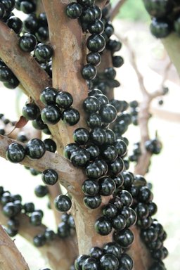 aboticaba. Esta semana madurou. Agora é distribuir pra familia e amigos.