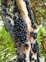 Jaboticaba