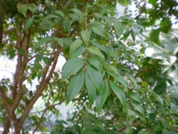 Leaves of the Plinia cauliflora